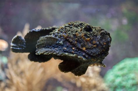 Venomous fish .